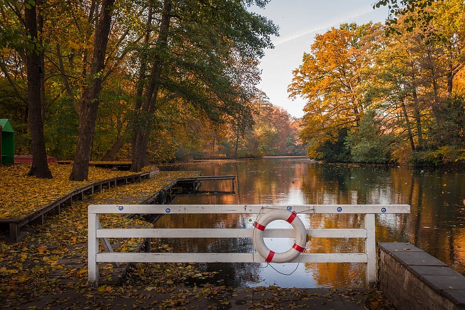 autumn, fall, sunshine, lake, forest, water, trees, shore, orange HD wallpaper