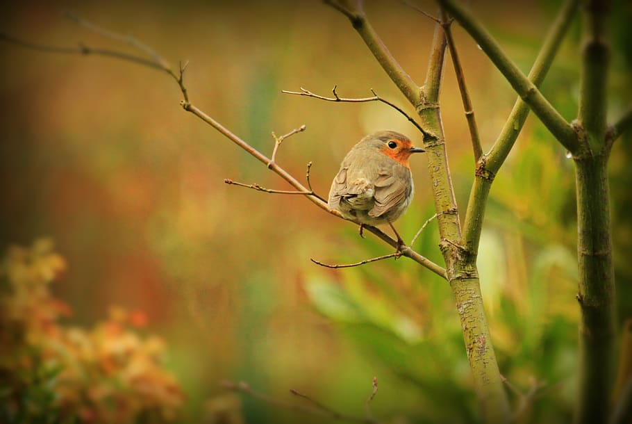 Selective Focus Photography of Grey Bird in Tree Branch, animal HD wallpaper