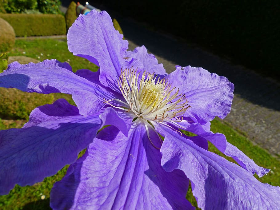 clematis, blossom, bloom, flower, plant, flowering plant, fragility HD wallpaper