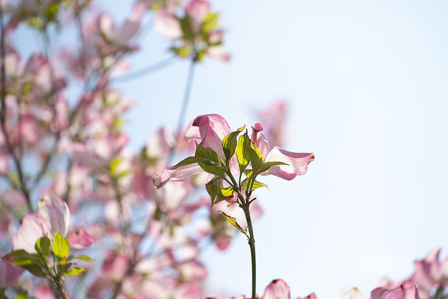 Pink Petaled Flowers, bloom, blossom, flora, macro, nature, petals HD wallpaper