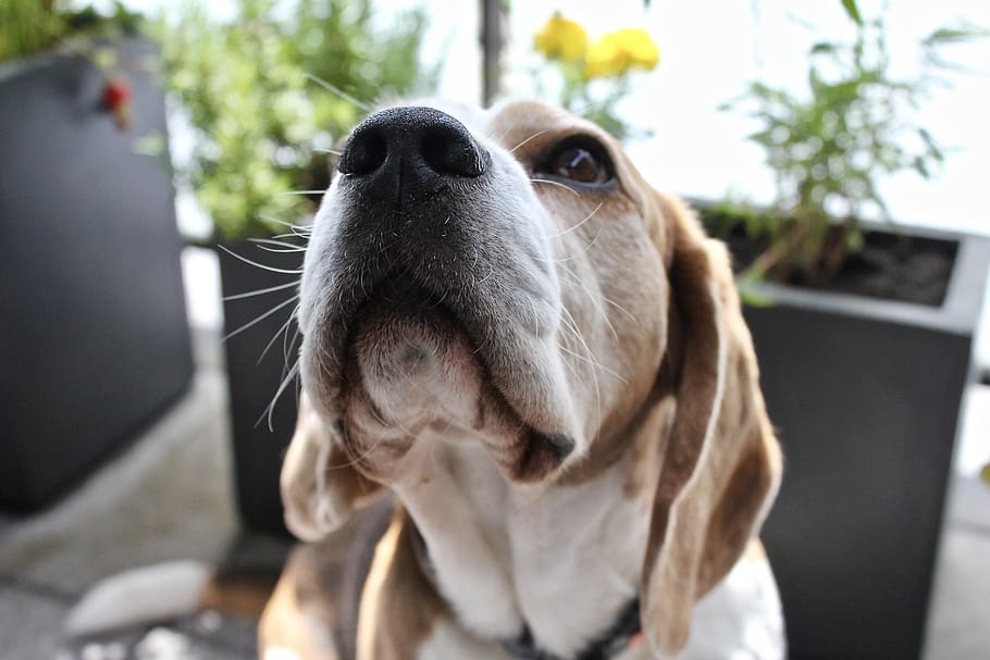beagle, dog, cute, portrait, animal, snout, truffle, one animal HD wallpaper