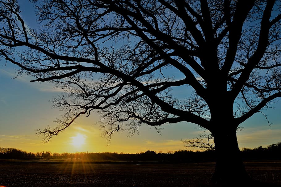 sweden, tree, trees, sunset, sunlight, forest, landscape, outdoor HD wallpaper