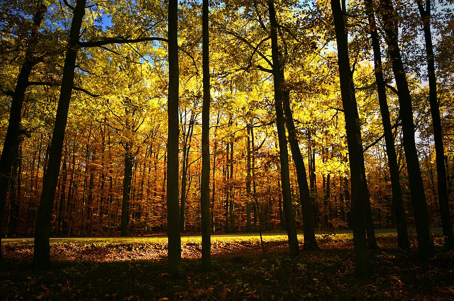 forest, deciduous forest, deciduous trees, light, incidence of light HD wallpaper