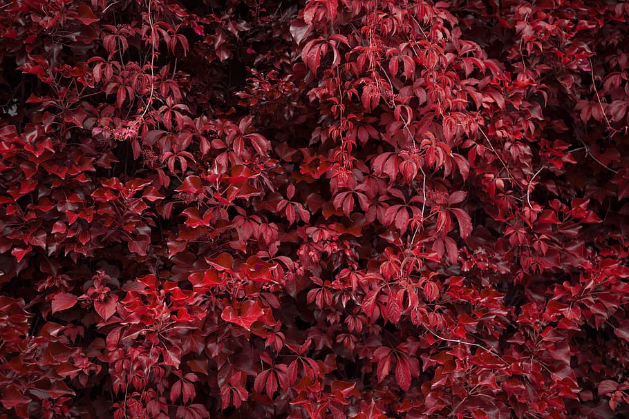 nature, red, leafs, full frame, backgrounds, beauty in nature HD wallpaper