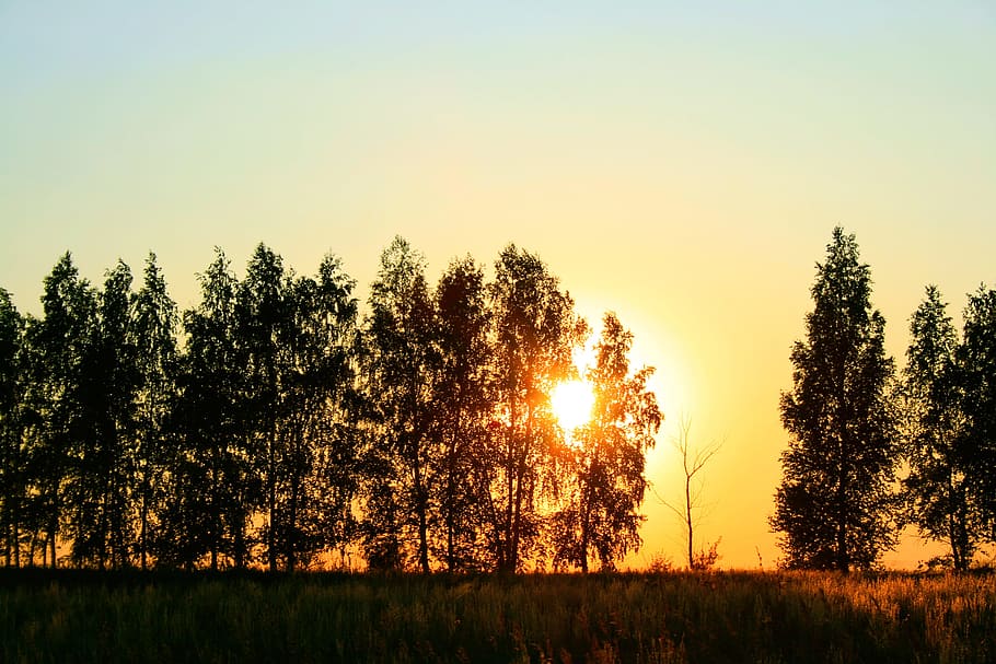 con2011, countryside, forest, land, landscape, nature, park HD wallpaper
