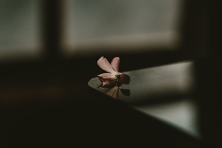 Shallow Focus Photo of Pink Petaled Flower, blurred background HD wallpaper