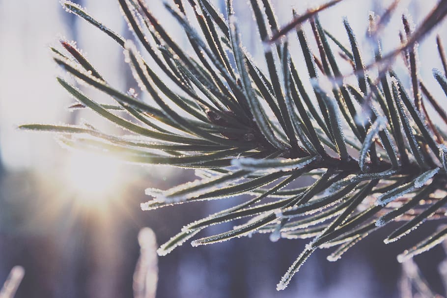 tree, canada, skeleton lake, sun, spruce tree, winter, frost HD wallpaper