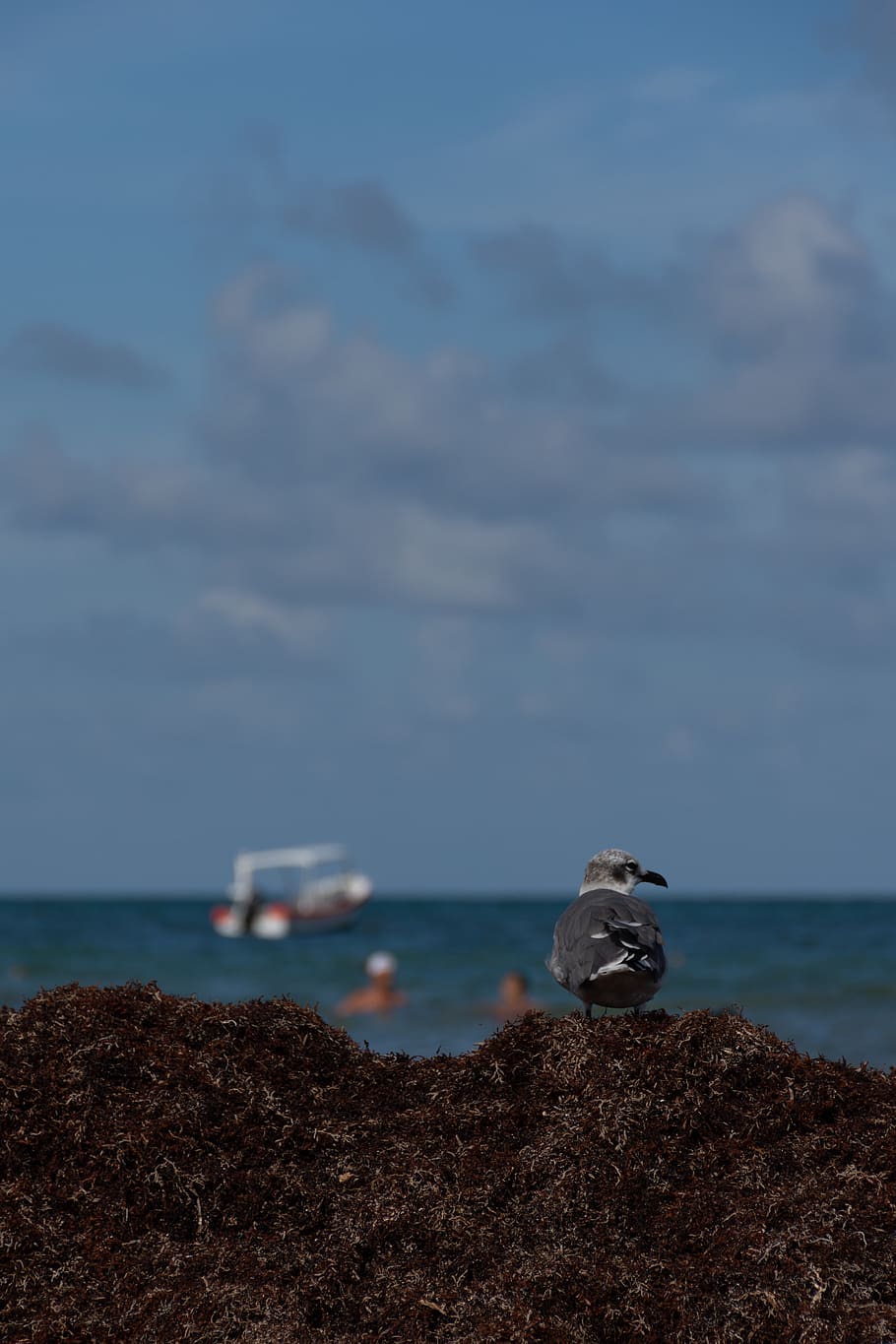 grey bird during daytime, animal, boat, vehicle, transportation HD wallpaper