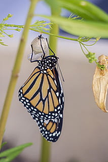 butterfly, cocoon, metamorphosis, insect, wildlife, pupa, wing HD wallpaper