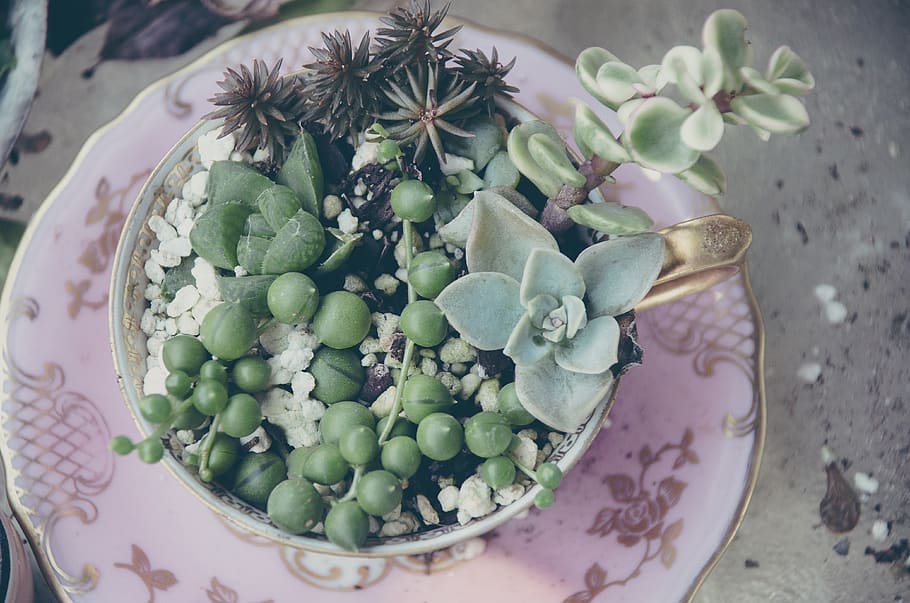 succulent, tea cup, flat lay, faded, plant, macro, unique, pink HD wallpaper