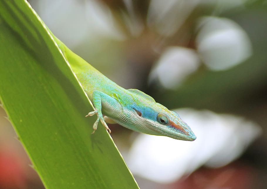 lezard, colour, green, reptile, animal themes, lizard, one animal HD wallpaper