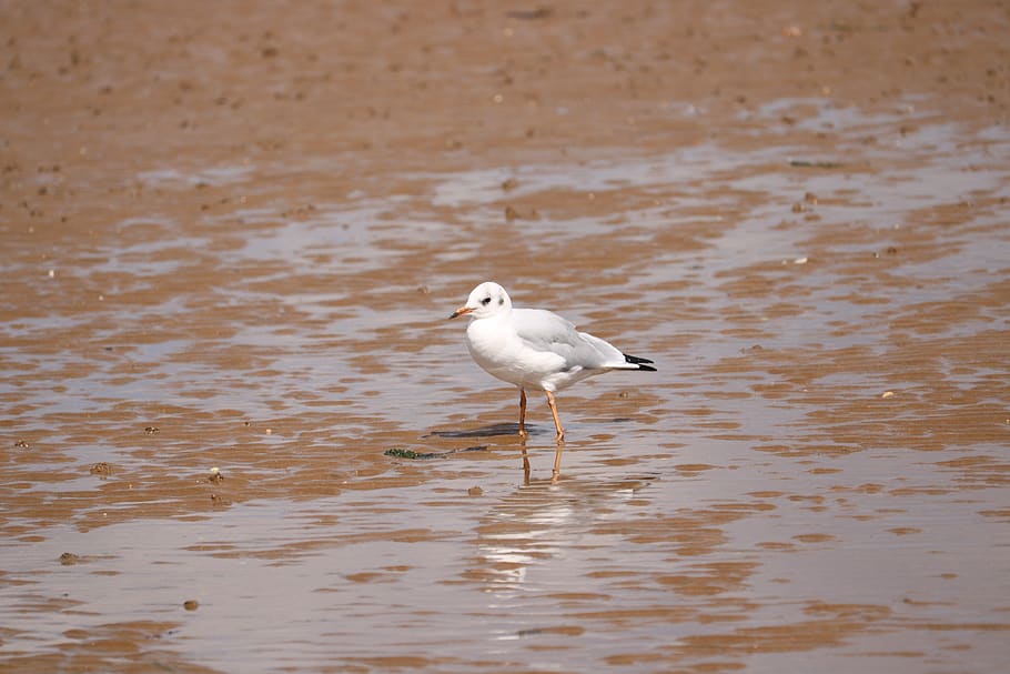 seagull, sand, vertebrate, bird, animal, animals in the wild HD wallpaper
