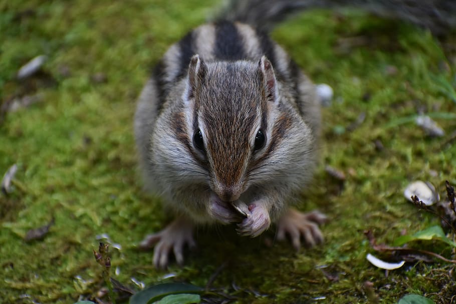 animal, squirrel, chipmunk, cute, diet, sunflower seeds, wild animal HD wallpaper