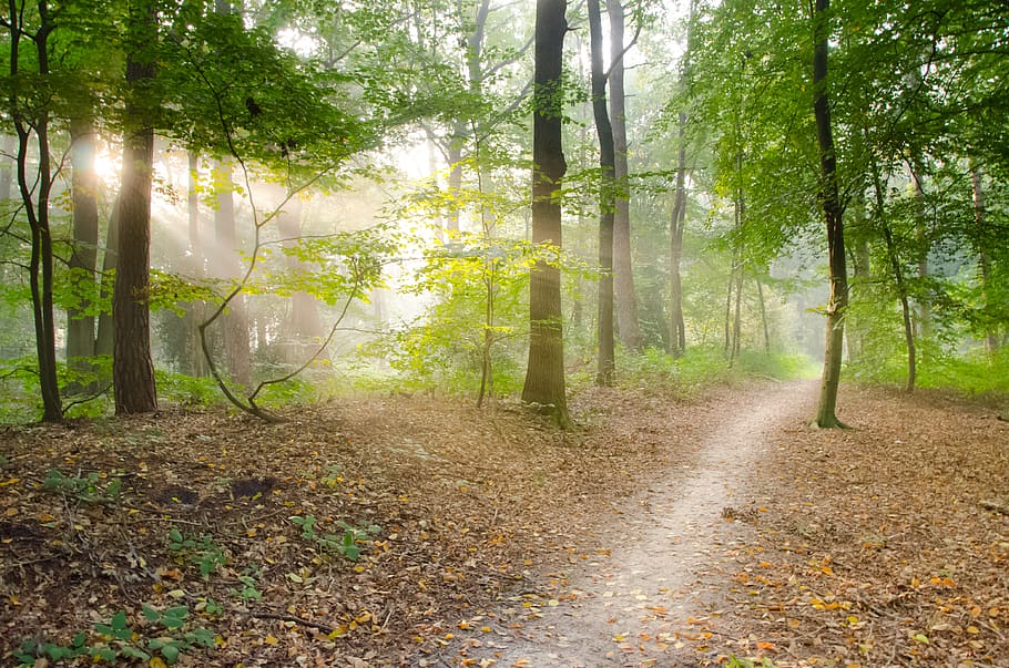 Hd Wallpaper Gray Pathway Surrounded By Green Tress Dry Leaves
