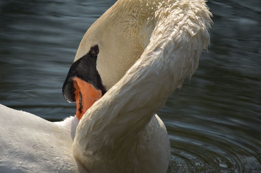 @swan, @cigno, @white, @bianco, @lake, @river, @lago, @nature HD wallpaper