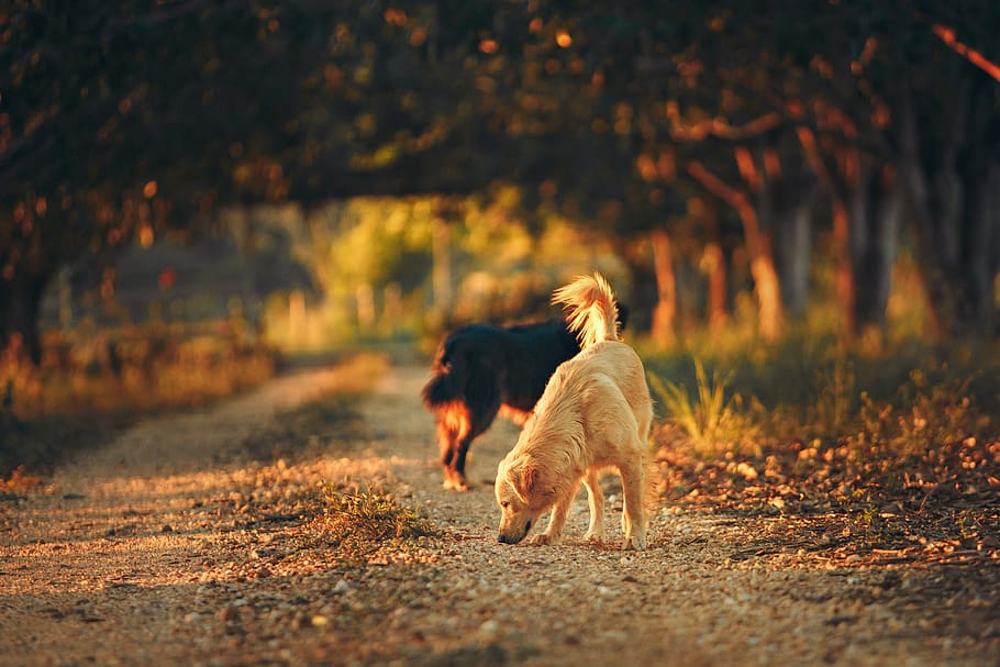 Selective Focus Photography of Two Dogs in the Middle of Road HD wallpaper