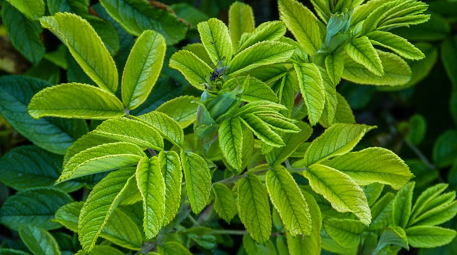 canada, canmore, fly, garden, green, plant, plants, outdoor HD wallpaper