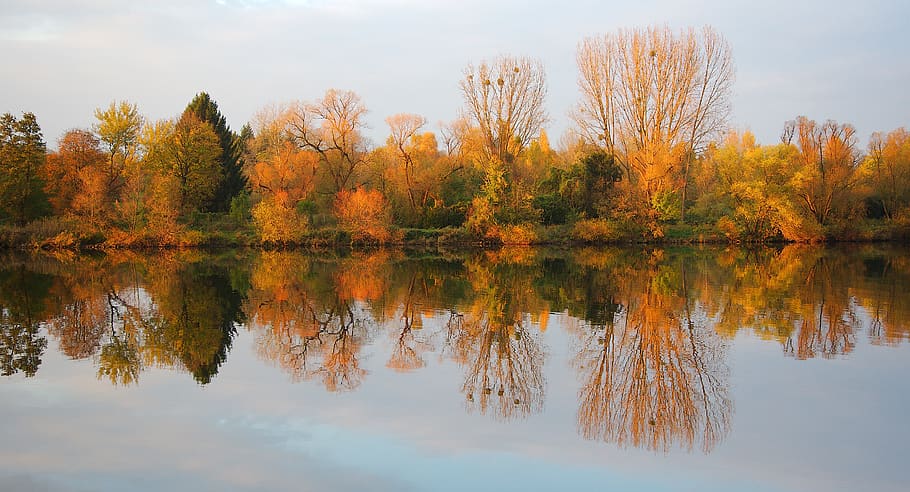 fall, mirror, water, tree, yellow, red, mosel, germany, reflection HD wallpaper