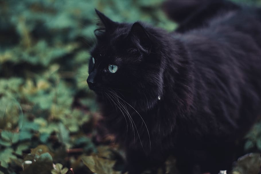 mammal, domestic animals, animal themes, one animal, pets, cat HD wallpaper