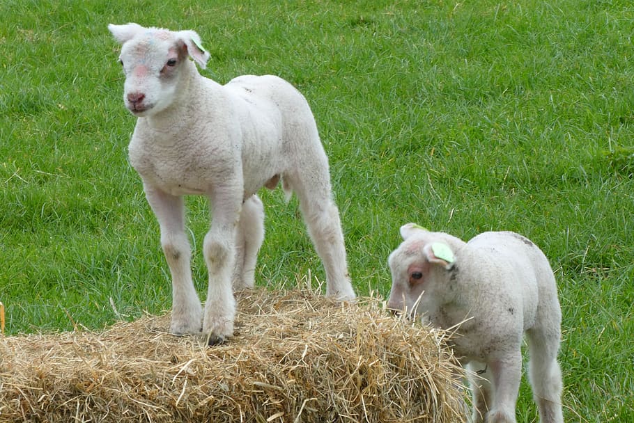 lambs, spring, pasture, nature, outdoor life, animals, jump HD wallpaper