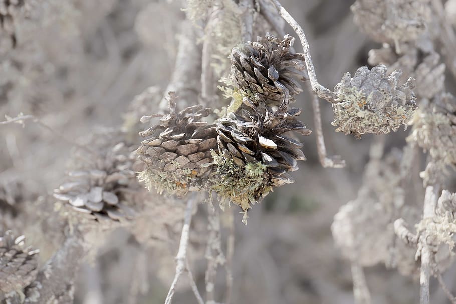 provence, pinecone, tree, close-up, focus on foreground, plant HD wallpaper