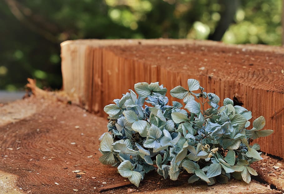 natural, hydrangea, blue, blue flowers, bleu, bleu flower, plant HD wallpaper