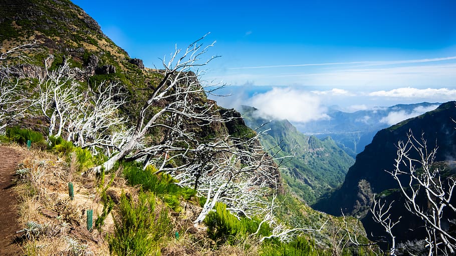 tree, died, mountain, cloud, beauty in nature, scenics - nature HD wallpaper