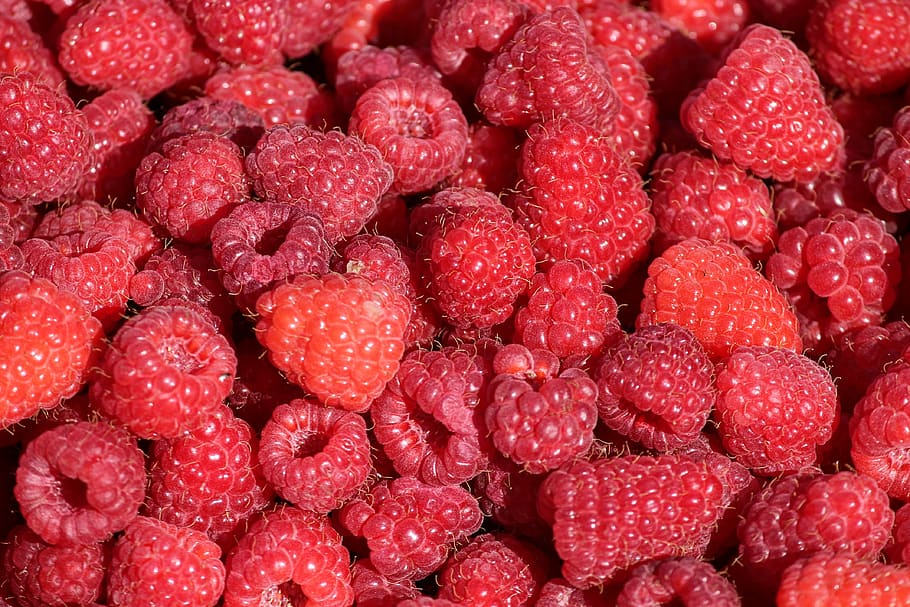 raspberries, ripe, picked, fruit, food, fruits, vitamins, delicious HD wallpaper