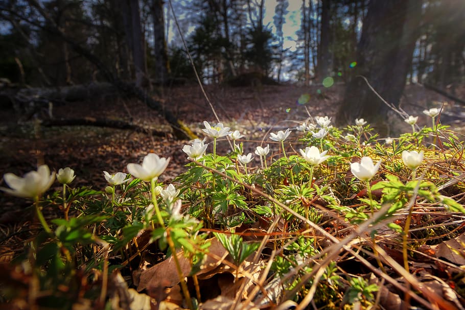 spring, bloom, forest, forest floor, blossom, flowers, petals HD wallpaper