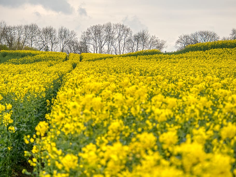 yellow petaled flower field, plant, oilseed rape, beauty in nature HD wallpaper