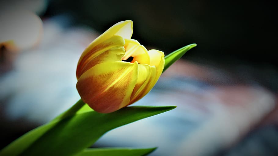 tulip, tulips, spring, spring flower, color, colorful, fresh HD wallpaper