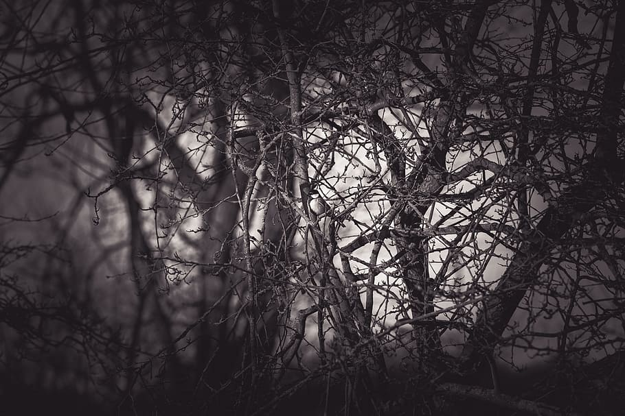 Grayscale Photography Of Eerie Treee, black and white, black-and-white