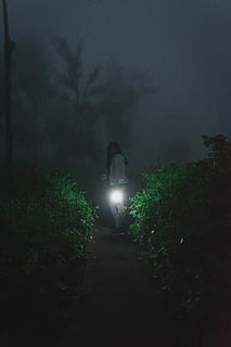 light, flare, weather, nature, outdoors, animal, bird, fog HD wallpaper