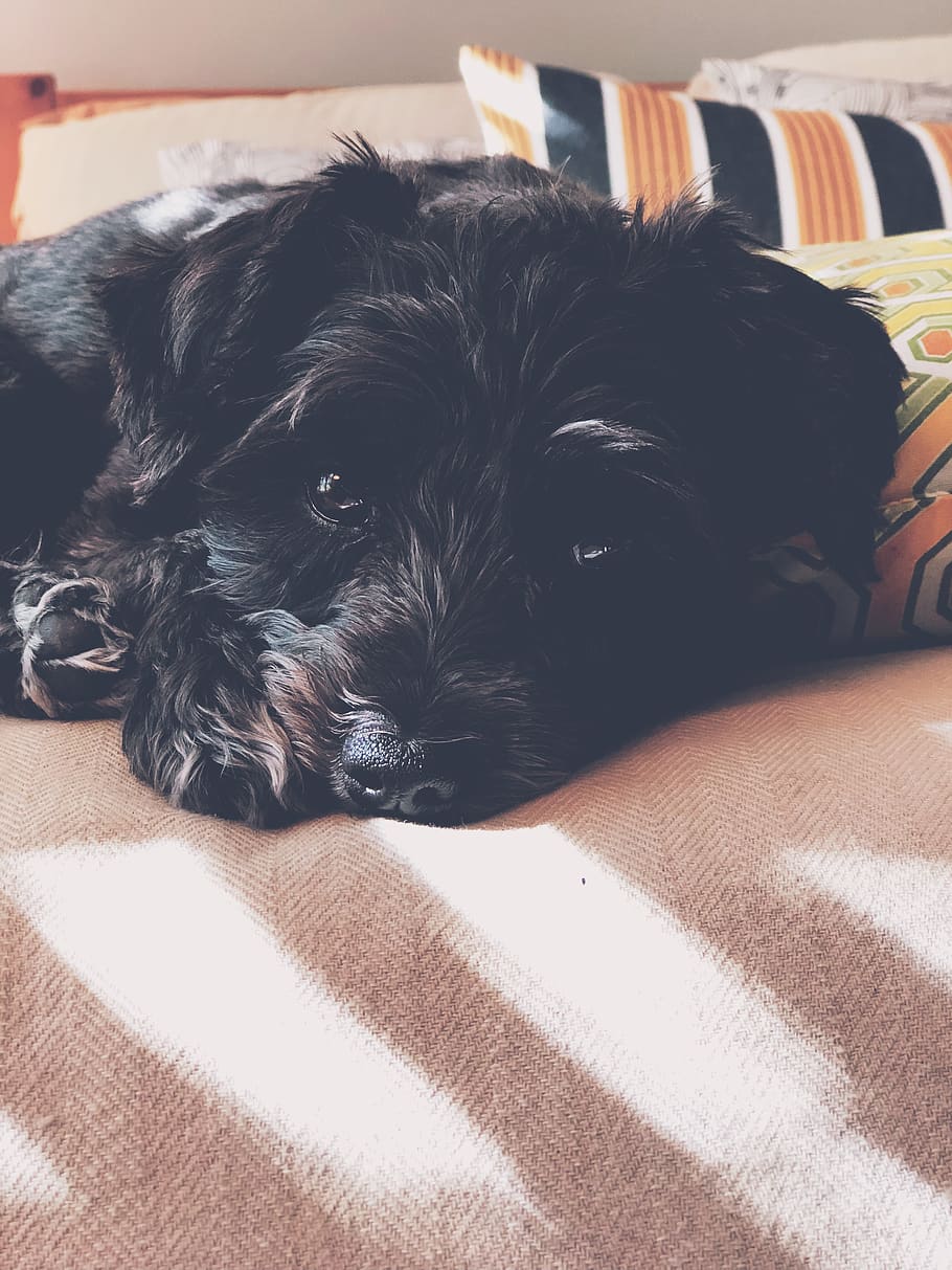 dog, light, bed, stripes, domestic, domestic animals, one animal HD wallpaper