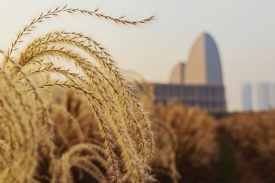agriculture, crop, plant, cereal plant, nature, landscape, growth HD wallpaper