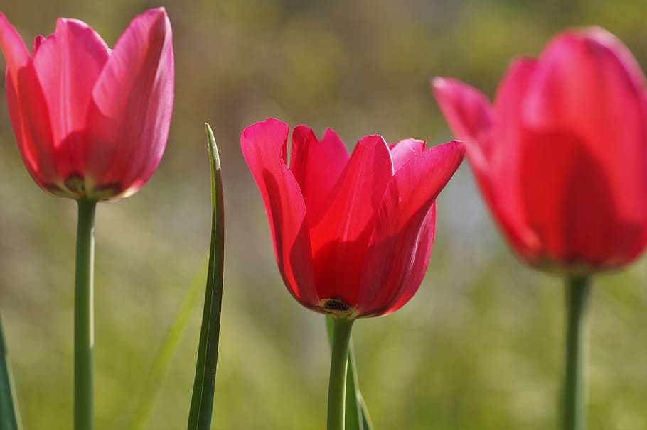 pink, garden, spring, flower, flowering, tulips, three, flowering plant HD wallpaper