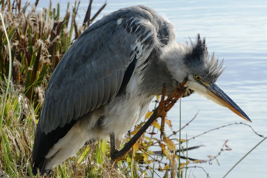heron, ditch, feathers, legs, beak, babu, plumage, animal, animal themes HD wallpaper