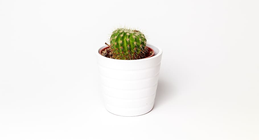 cactus, white, green, background, design, minimalism, decoration HD wallpaper