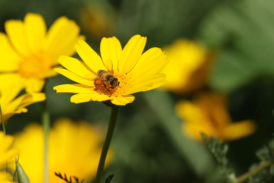 flower, yellow, bee, insect, sunny, field, flowering plant HD wallpaper