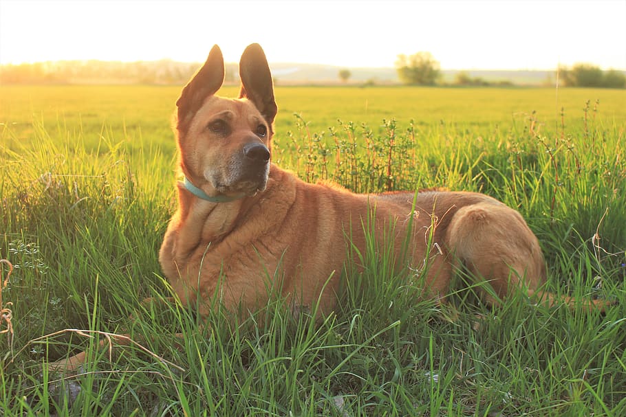 one animal, pets, domestic, domestic animals, grass, plant HD wallpaper