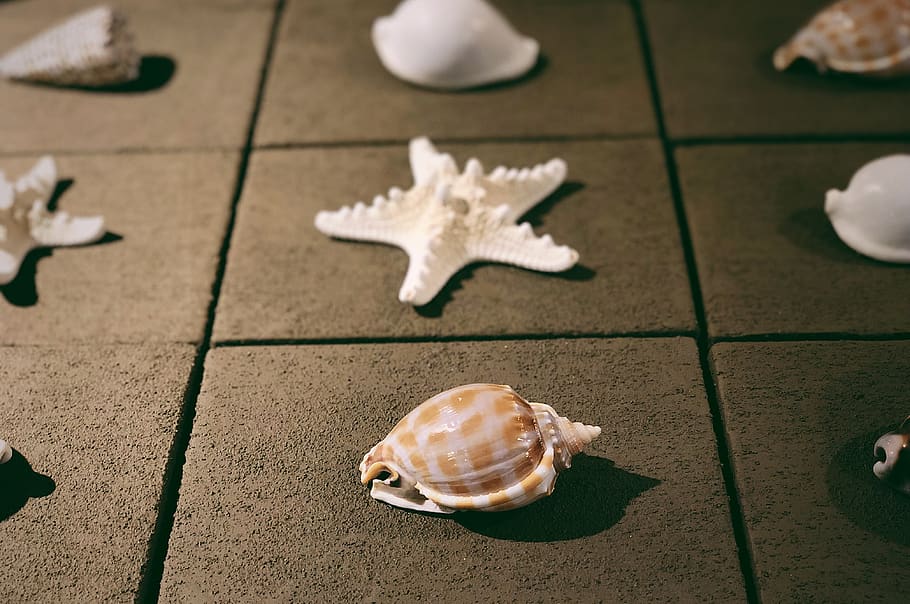 shells, high angle view, animal, animal wildlife, close-up HD wallpaper