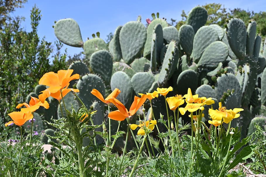 plant, cactus, turtle rock trail, usa, irvine, jar, vase, potted plant