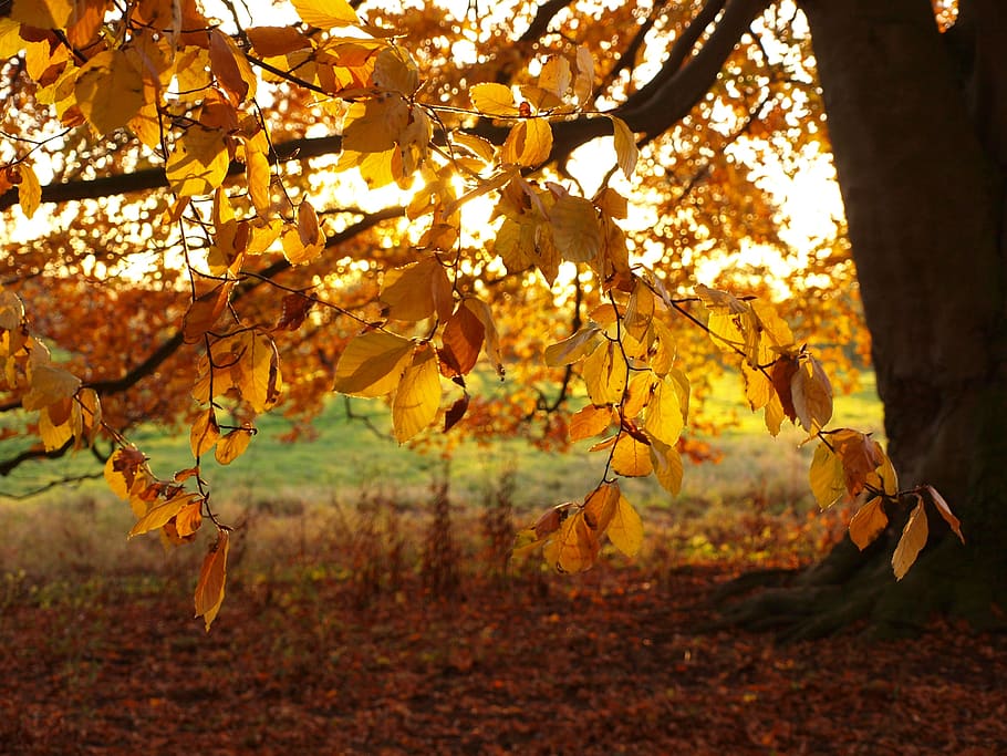 leaves, beech, tree, autumn, backlighting, golden, plant part HD wallpaper