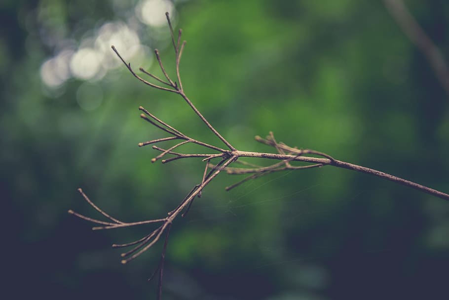 india, kerala, plant, focus on foreground, growth, close-up HD wallpaper