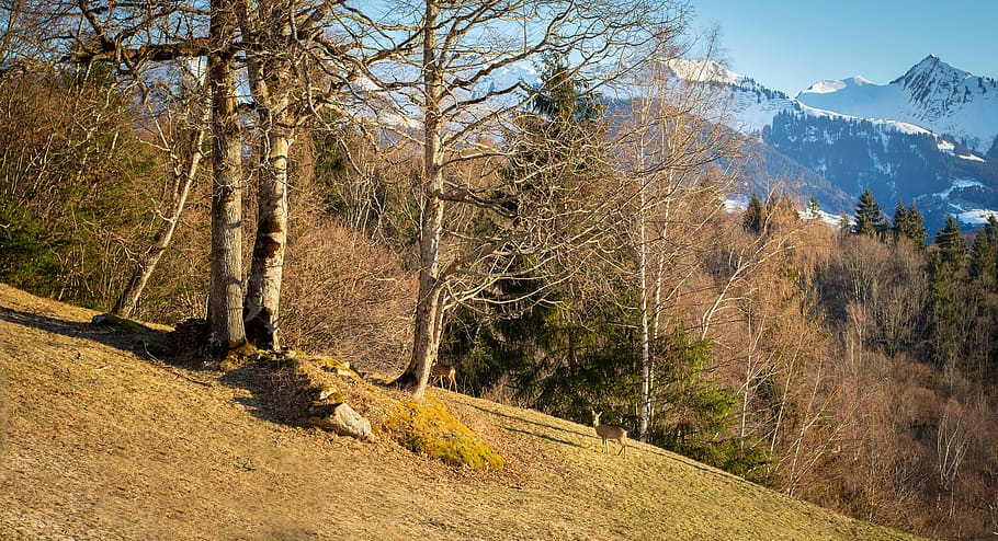 nature, spring, roe deer, meadow, trees, plant, mountain, beauty in nature HD wallpaper