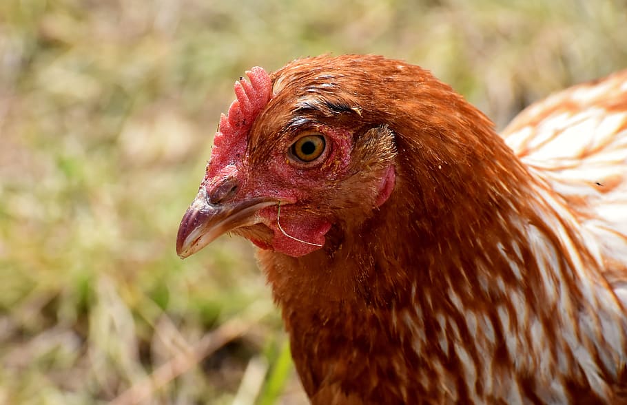 chicken, poultry, plumage, feather, farm animal, animal world HD wallpaper