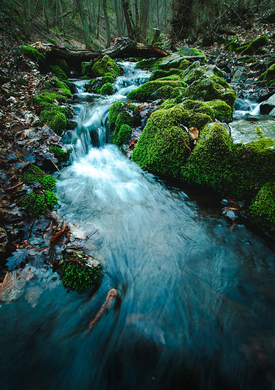 river during daytime photo, water, nature, outdoors, wildlife HD wallpaper
