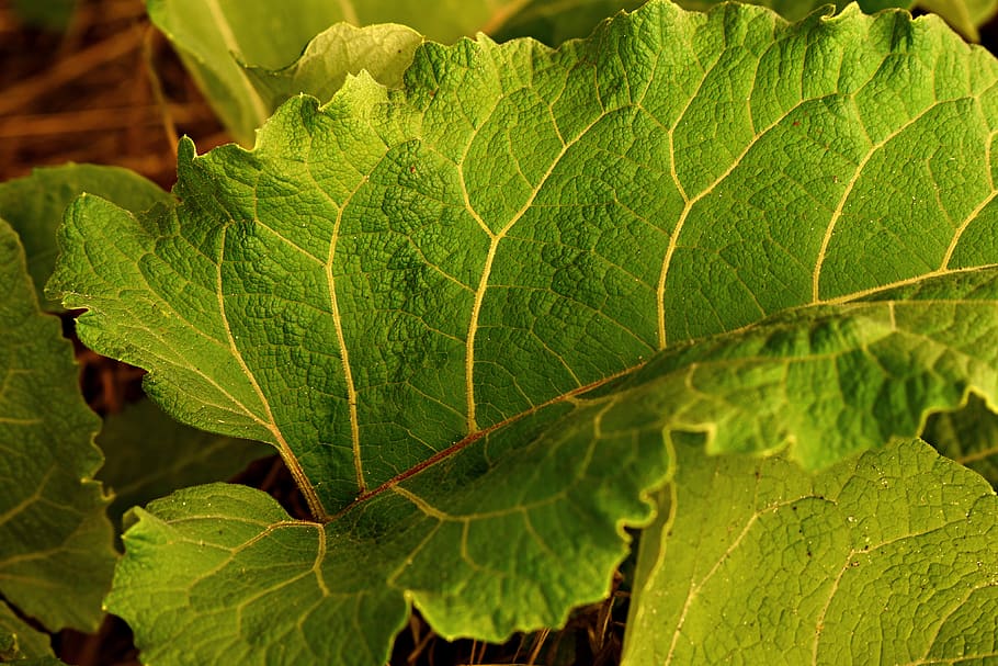 leaf, plant, vein, pattern, nature, outdoors, summer, plant part HD wallpaper