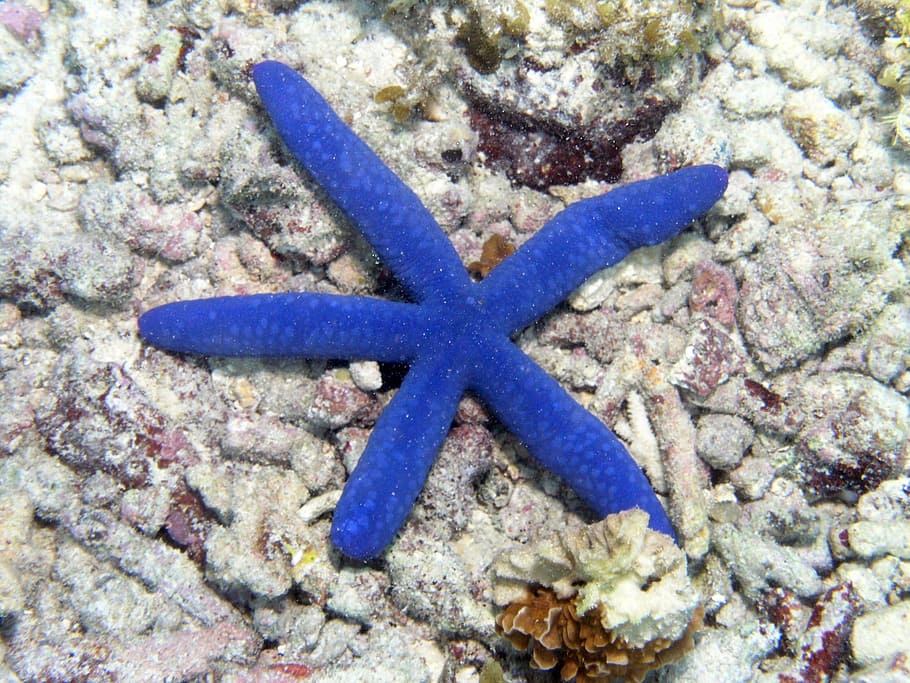 ocean, sea, star, fish, starfish, animal, nature, star shape HD wallpaper