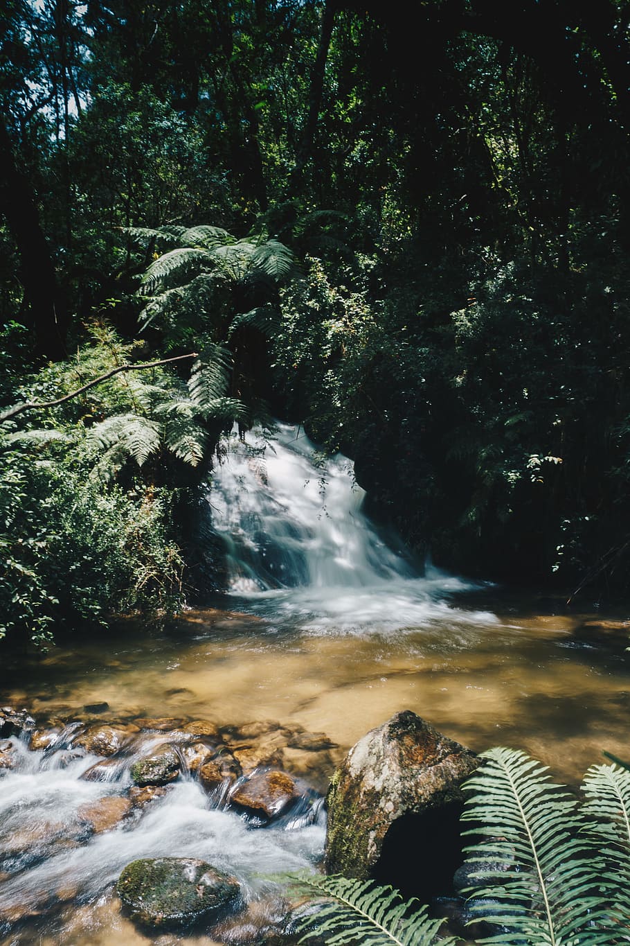 Water Stream Surrounded by Plants, cascade, creek, daylight, environment HD wallpaper